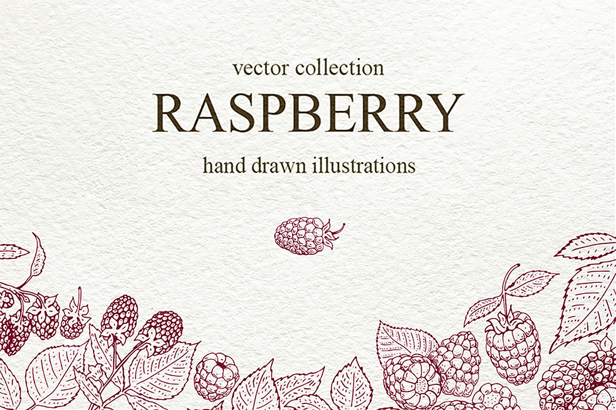 Raspberry Vector Collection, a Food Illustration by Lubov Illustrations Shop (Photo 1 of 5)
