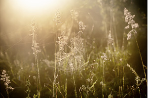 Plants with web, a Nature Photo by Nature and travel