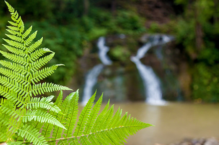 Forest waterfalls in the mountains, a Nature Photo by Photostock