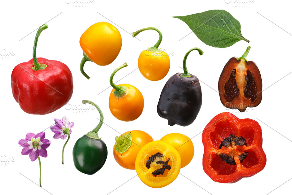 Rocoto peppers, an Object Graphic by Hortimages (Photo 2 of 3)
