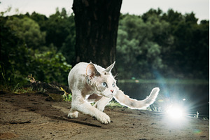 Cat running with vibrant trees in, an Animal Photo by Our Amazing World