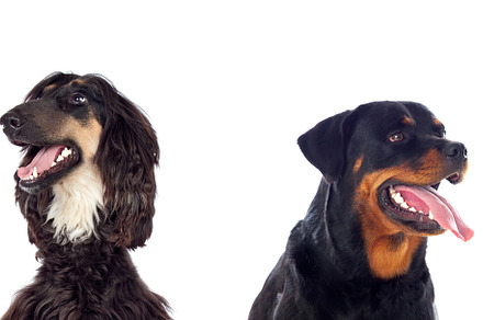 Differents dogs looking at camera containing many, breed, and animal, an Animal Photo by José Manuel Gelpi