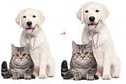 Turn photo into Animal Oil Panting, an Action Add-On by MRI STUDIO (Thumbnail 3 of 9)
