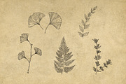 40 Vintage Floral Illustrations, an Illustration by Hatch Design Workshop (Thumbnail 10 of 15)