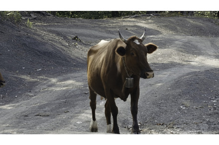 Big cows. Creative. Large farm, a Nature Photo by Media Whale Stock