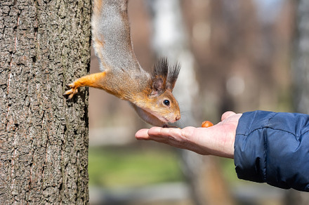 Squirrel on the tree in the park, an Animal Photo by AlexBush