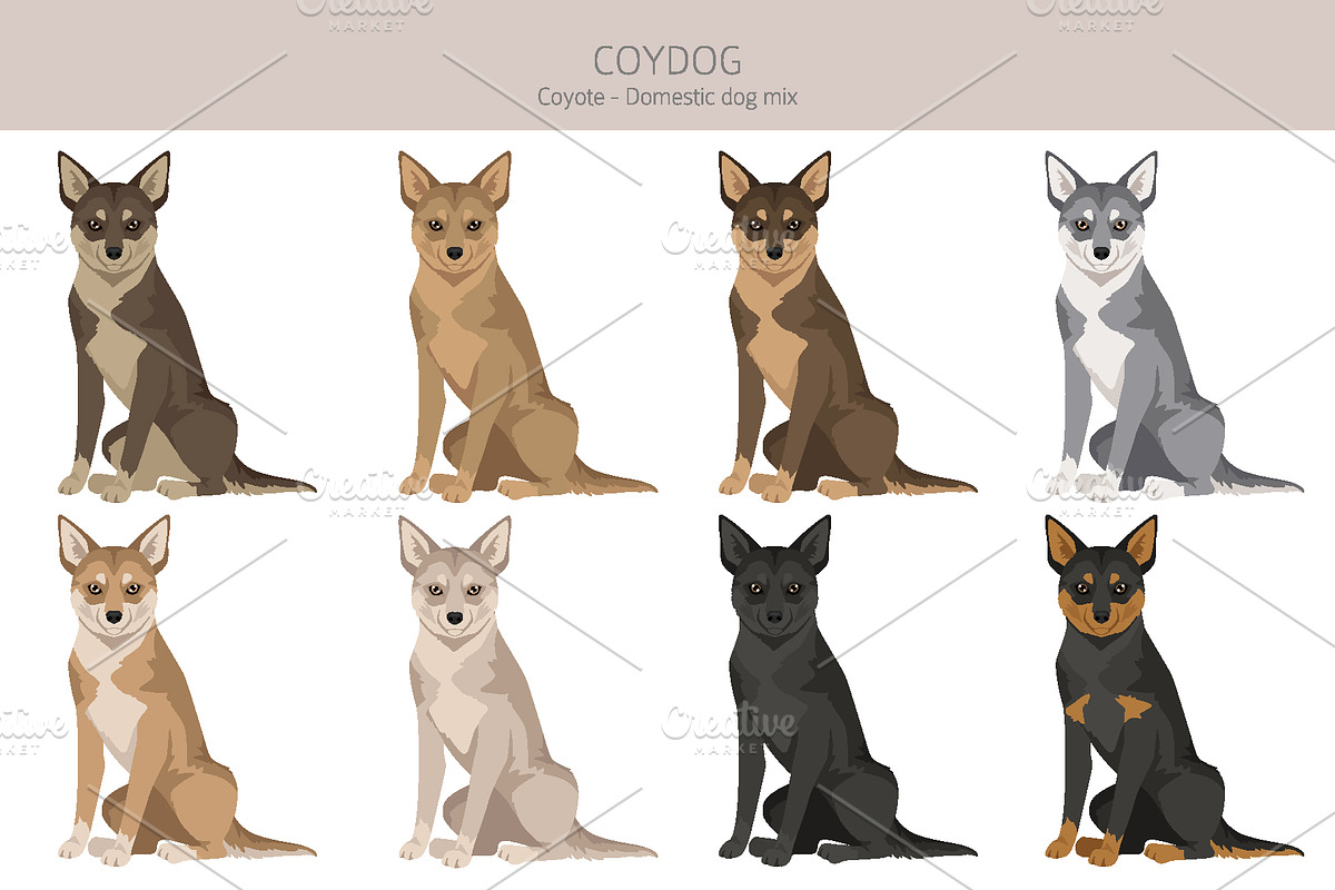 Coydog. Coyote - Domestic dog mix, an Animal Illustration by pet design shop (Photo 3 of 6)