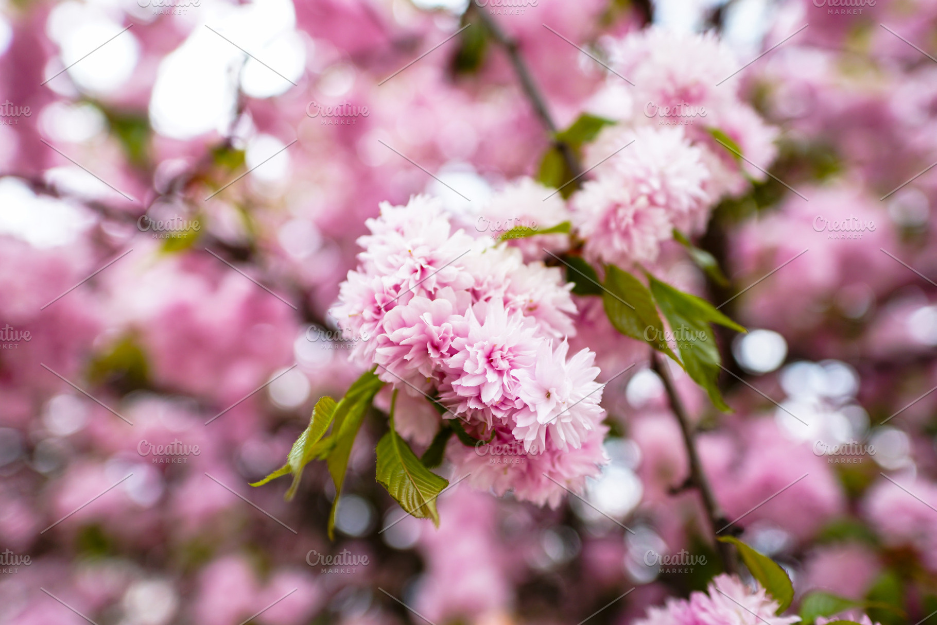 Sakura containing sakura, cherry, and blossom, a Nature Photo by Nazar Hrabovyi
