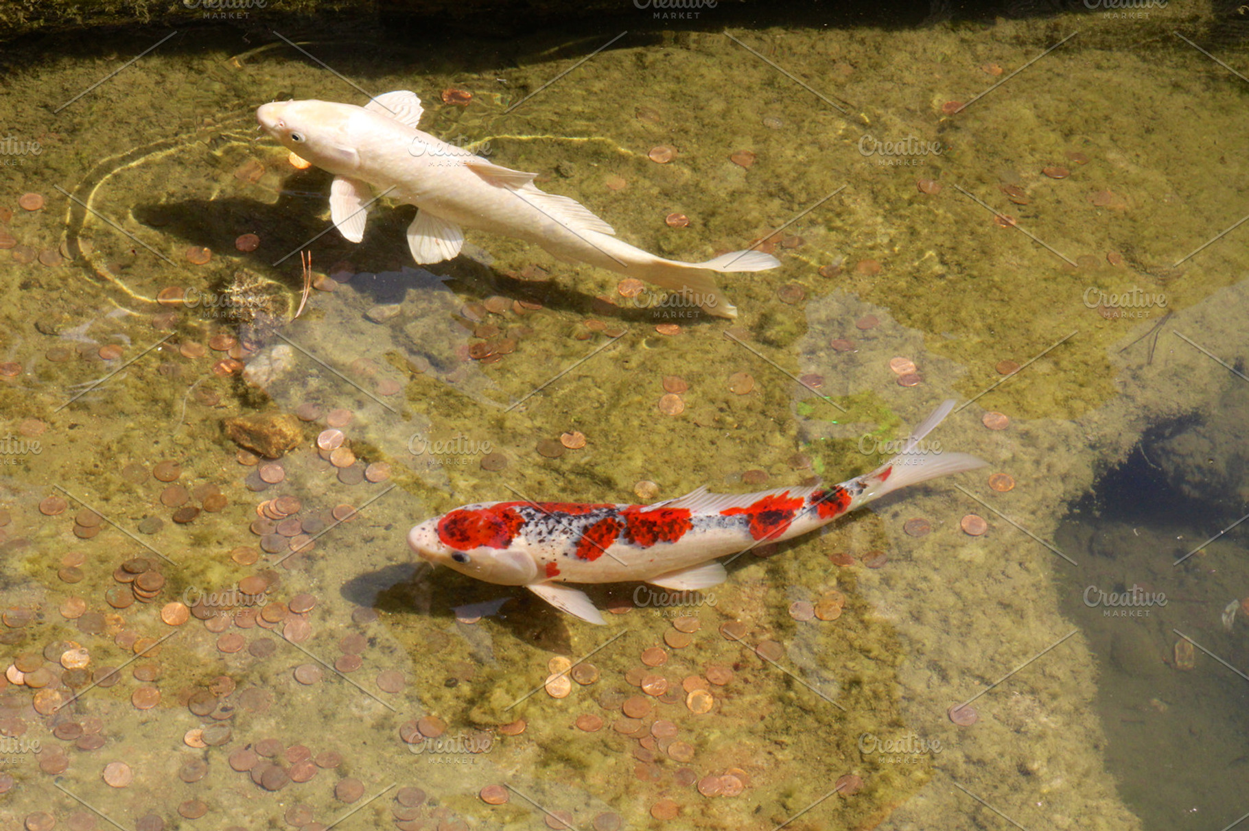 Two Koi