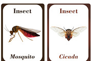 Insects Flash Cards for Kids, a Card Template by DigitalsDesigns (Thumbnail 5 of 5)