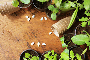 Gardening concept background 