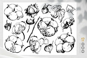 Soft Cotton. Vector engraving style., an Illustration by Tata Pilip (Thumbnail 3 of 10)