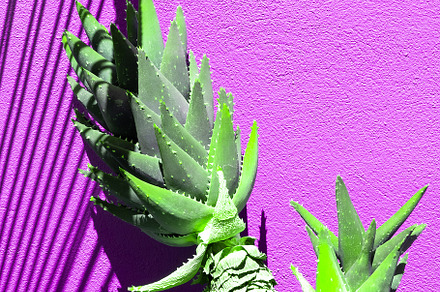 Creative Aloe against a violet wall background with sunlight sha, a Nature Photo by Jenya Porechenskaya