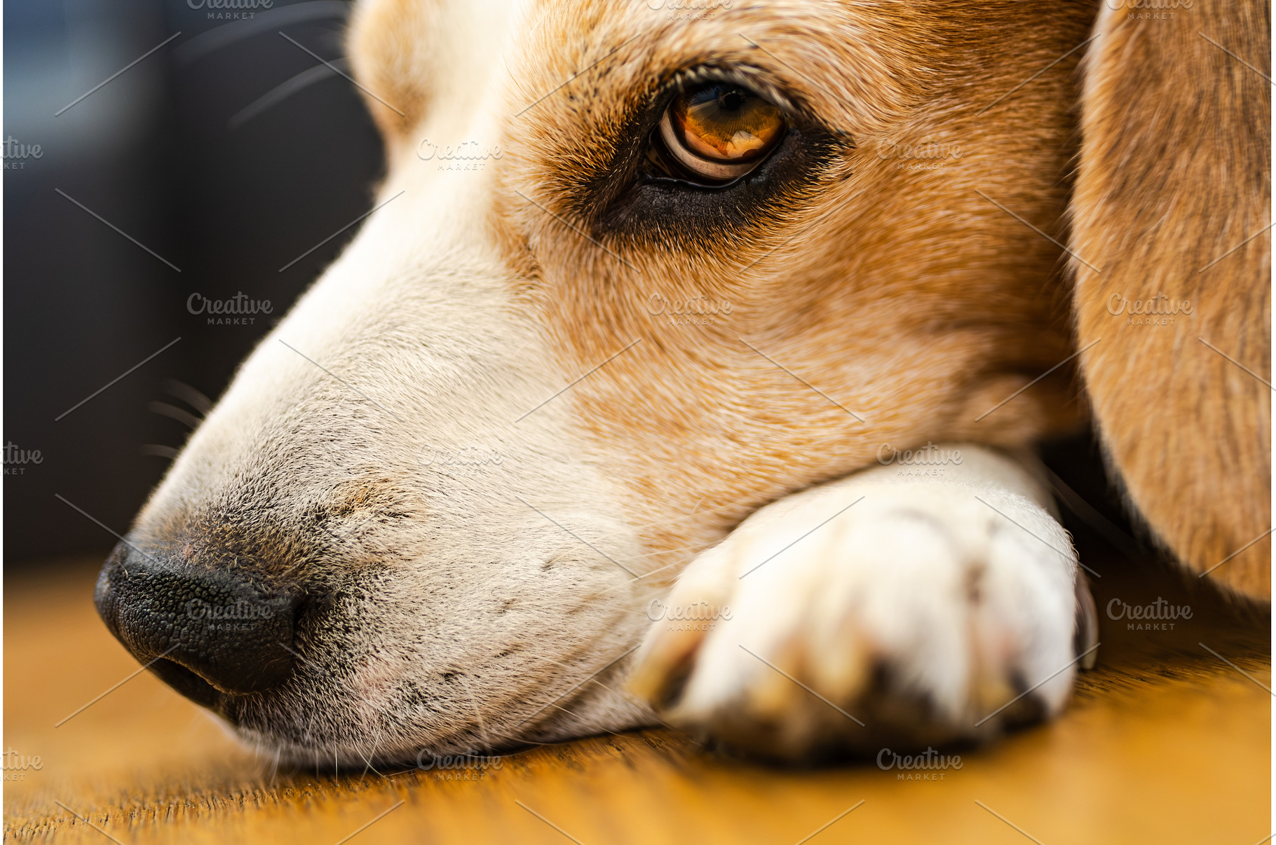 Adult male beagle dog sleeping, an Animal Photo by MadPhotos
