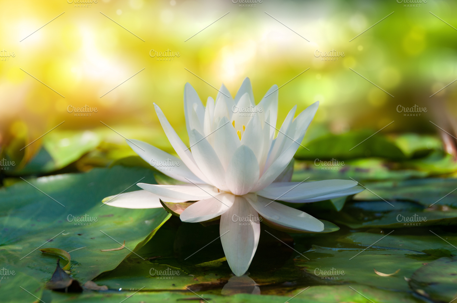 Closse up of lotus, water lily, a Nature Photo by EsmeHelit