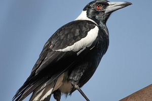 Australian Magpie, an Animal Photo by Rob D Animal Photography