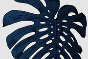Dark Monstera leaves, an Illustration by Tanya Akhmett (Thumbnail 7 of 7)