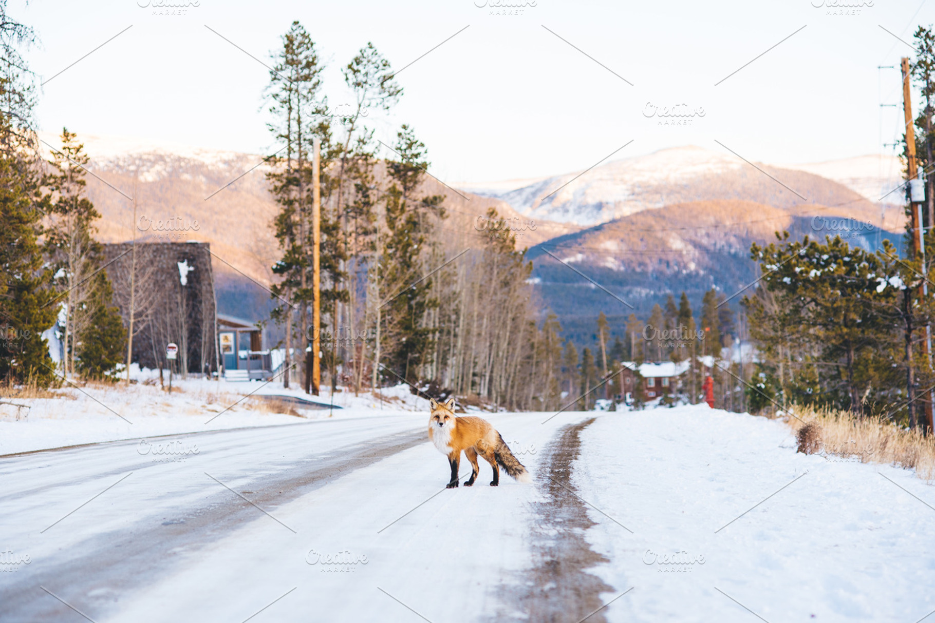 Mountain fox featuring fox, mountain, and sunset, an Animal Photo by Stephanie Mikuls