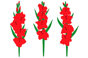 Set Gladiolus Flowers Vector