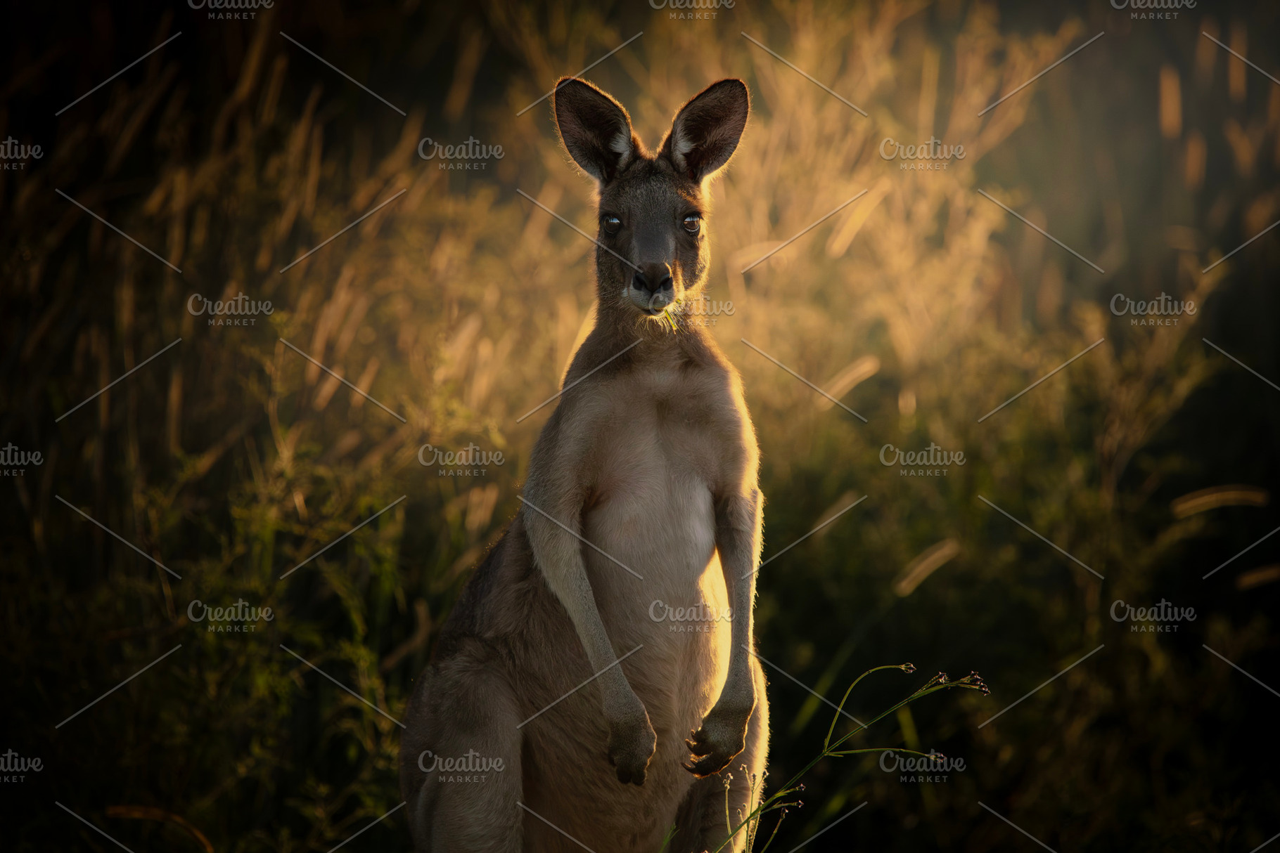 Young Male Eastern Grey Kangaroo, an Animal Photo by Rob D Animal Photography