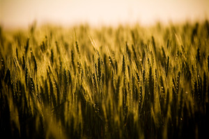 Fields of Grain Stalks, a Nature Photo by THP Creative