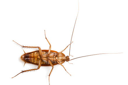 Underside of live cockroach.