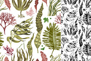 Hand drawn edible seaweeds, a Decorative Illustration by handsketched (Thumbnail 4 of 7)
