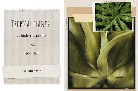 TROPICAL PLANTS • Photo bundle 01, a Nature Photo by Lily's Life