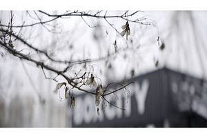 Dry maple seeds hanging from a tree, a Nature Photo by Media Whale Stock