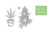 Weed. Stoner gadgets & accessories, a Healthcare Illustration by Margo Miller (Thumbnail 19 of 45)