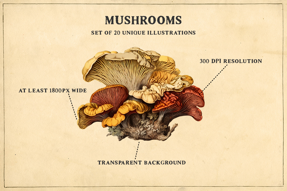 Antique mushrooms clipart set, a Food Illustration by YesFoxy (Photo 2 of 3)
