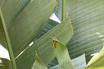 Palm fronds containing palm, fronds, and plants