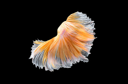 Siamese fighting fish stock photo containing abstract and action