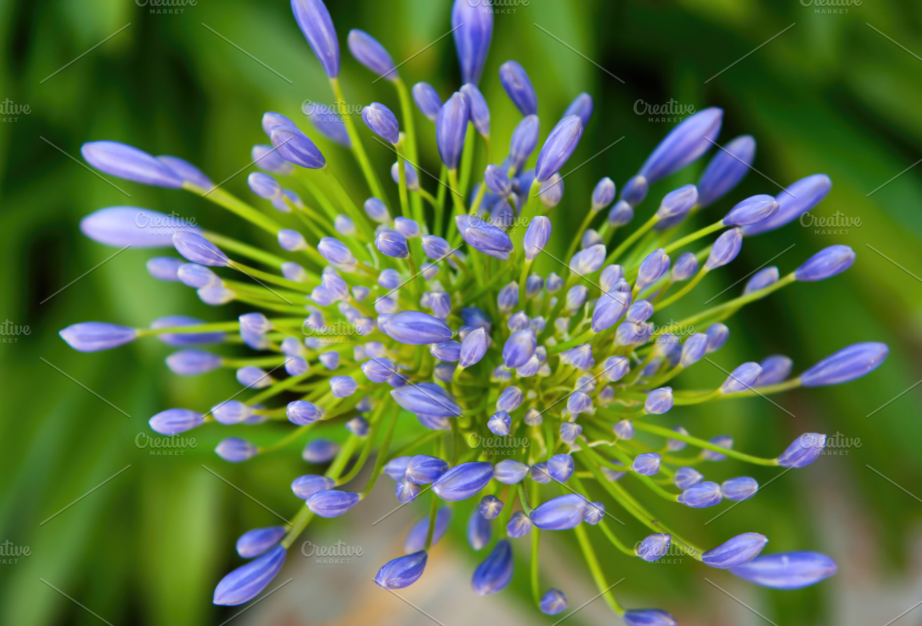Agapanthus flower about to bloom in a garden, an Abstract Photo by Antonio Gravante Market