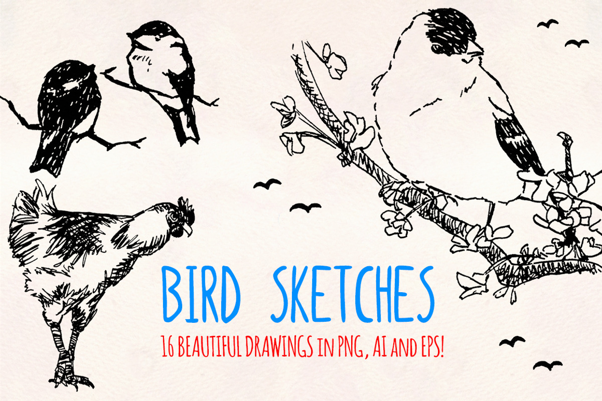 Bird Sketches 16 Hand Drawn Vectors, an Animal Illustration by Violet LeBeaux (Photo 2 of 3)