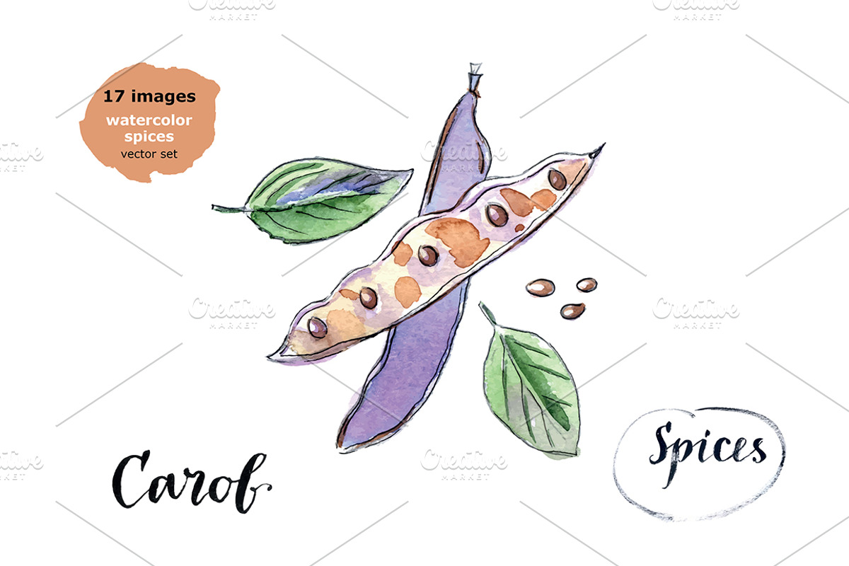 Watercolor spices vector set-1, an Illustration by miminoshka (Photo 4 of 11)