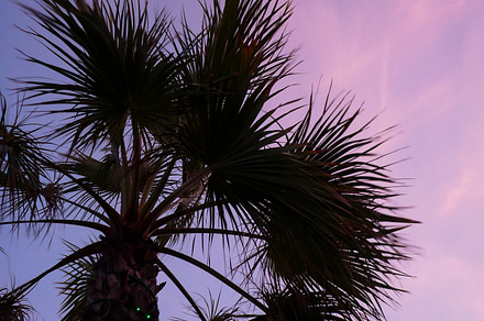 Palm Tree Silhouette on Pink Sky