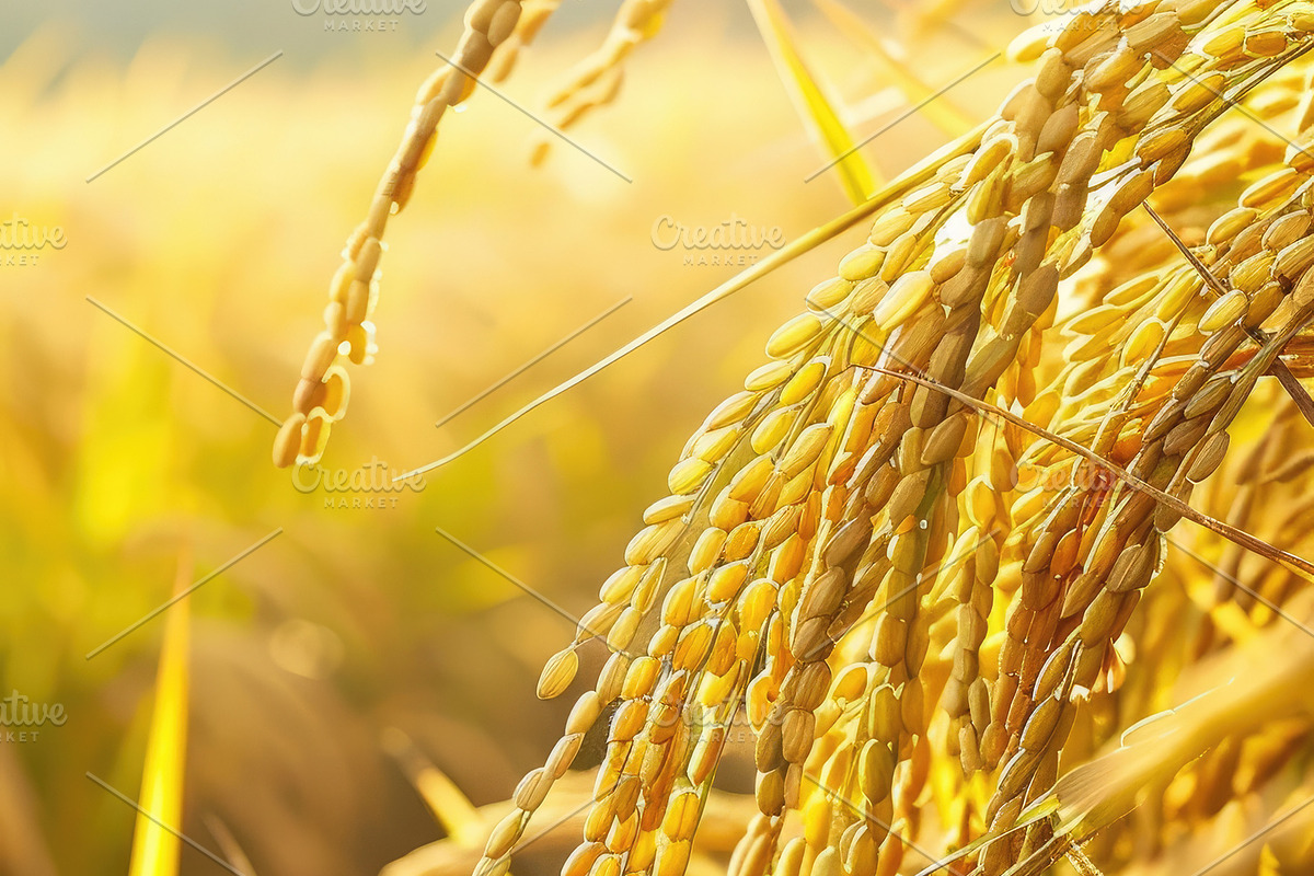 Golden Rice Field at Sunset, a Photo by LOGOCREATIVE (Photo 3 of 27)