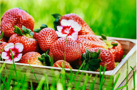 Ripe organic strawberries in a box, an Animal Photo by Ungvar Studio