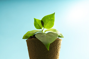Close up of Young Green plant sprouts from soil under clear sky., a Photo by salmon.black