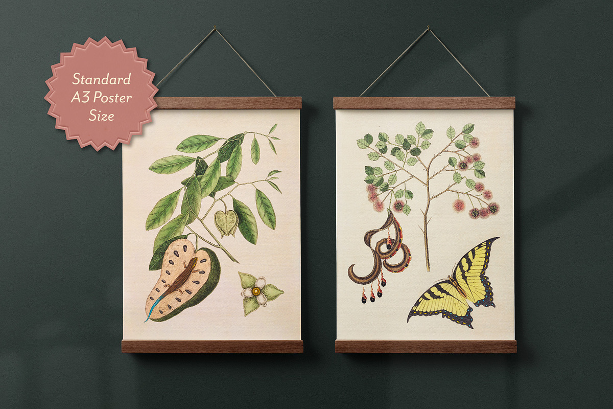 Vintage Natural History Printable Art