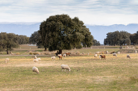Wild sheeps in the landscape, an Animal Photo by José Manuel Gelpi