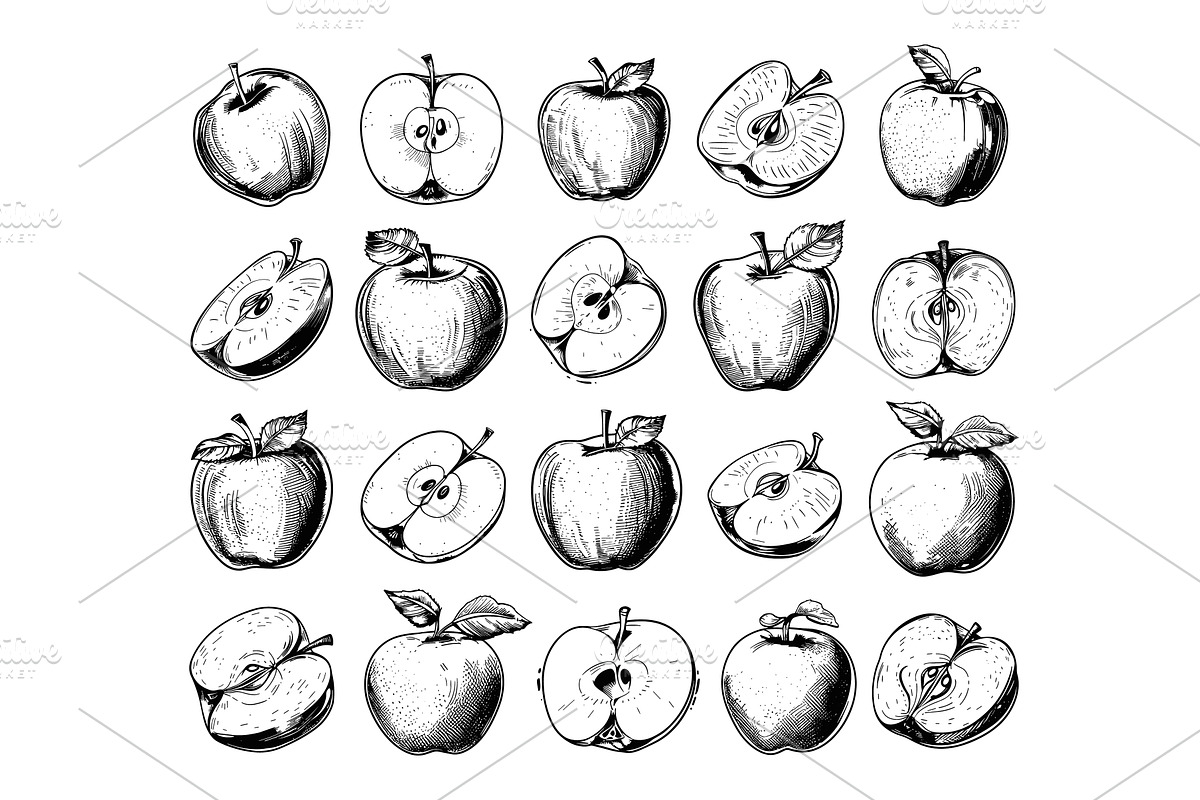 Engraving Style Whole Apples, Halves, a Food Illustration by LadadikArt