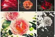 ISEEYOUPHOTO SIMPLYROSES preview 2