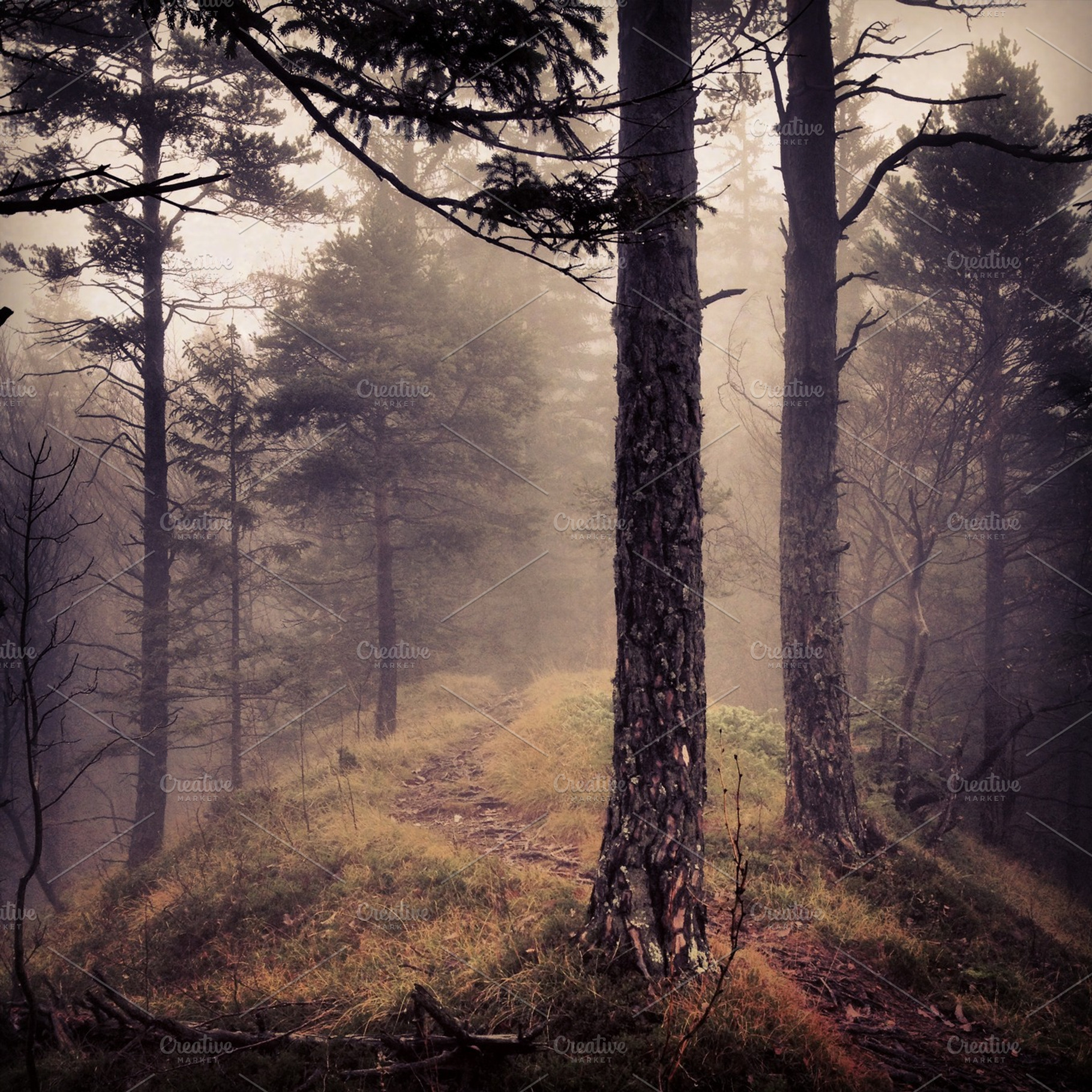 Dark And Gloomy Autumn Forest Featuring Autumn Leaves And Leaf