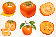Watercolor Persimmon Fruit Clipart, an Illustration by Libby Wishes (Thumbnail 4 of 5)