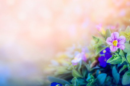 Purple petunia flowers border, a Nature Photo by VICUSCHKA
