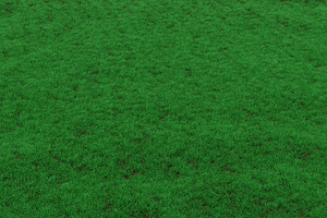 3D illustration of green grass background