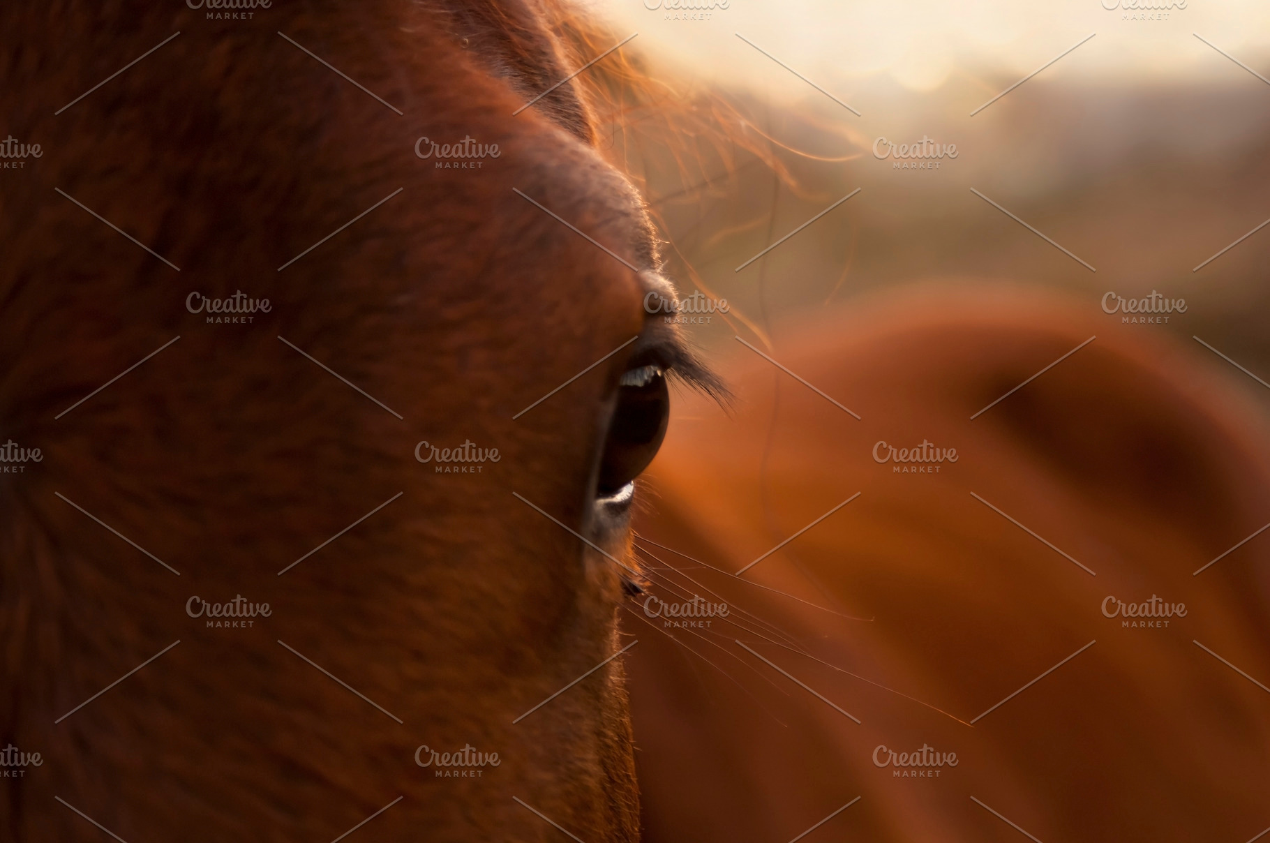 Horse, an Animal Photo by THP Creative