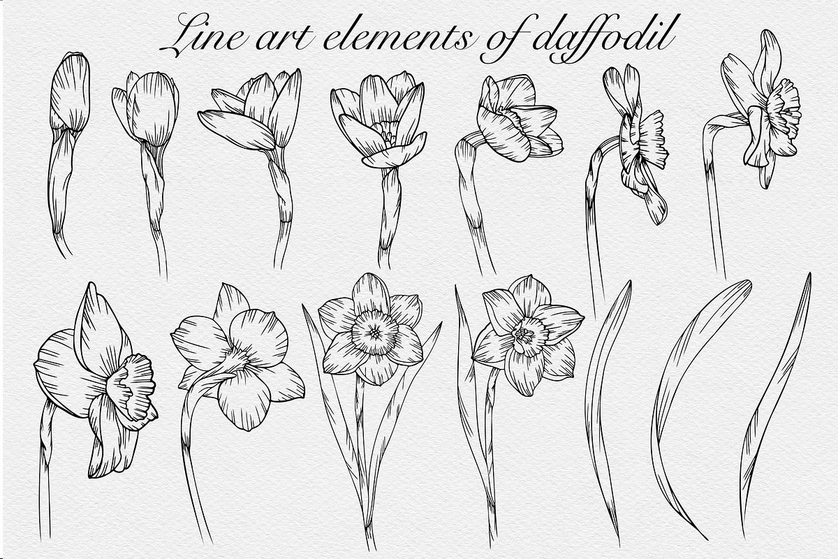 Daffodil flower SVG Line art vector, an Object Graphic by mArtstore (Photo 2 of 4)